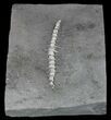 Archimedes Screw Bryozoan Fossil - Illinois #57891-2